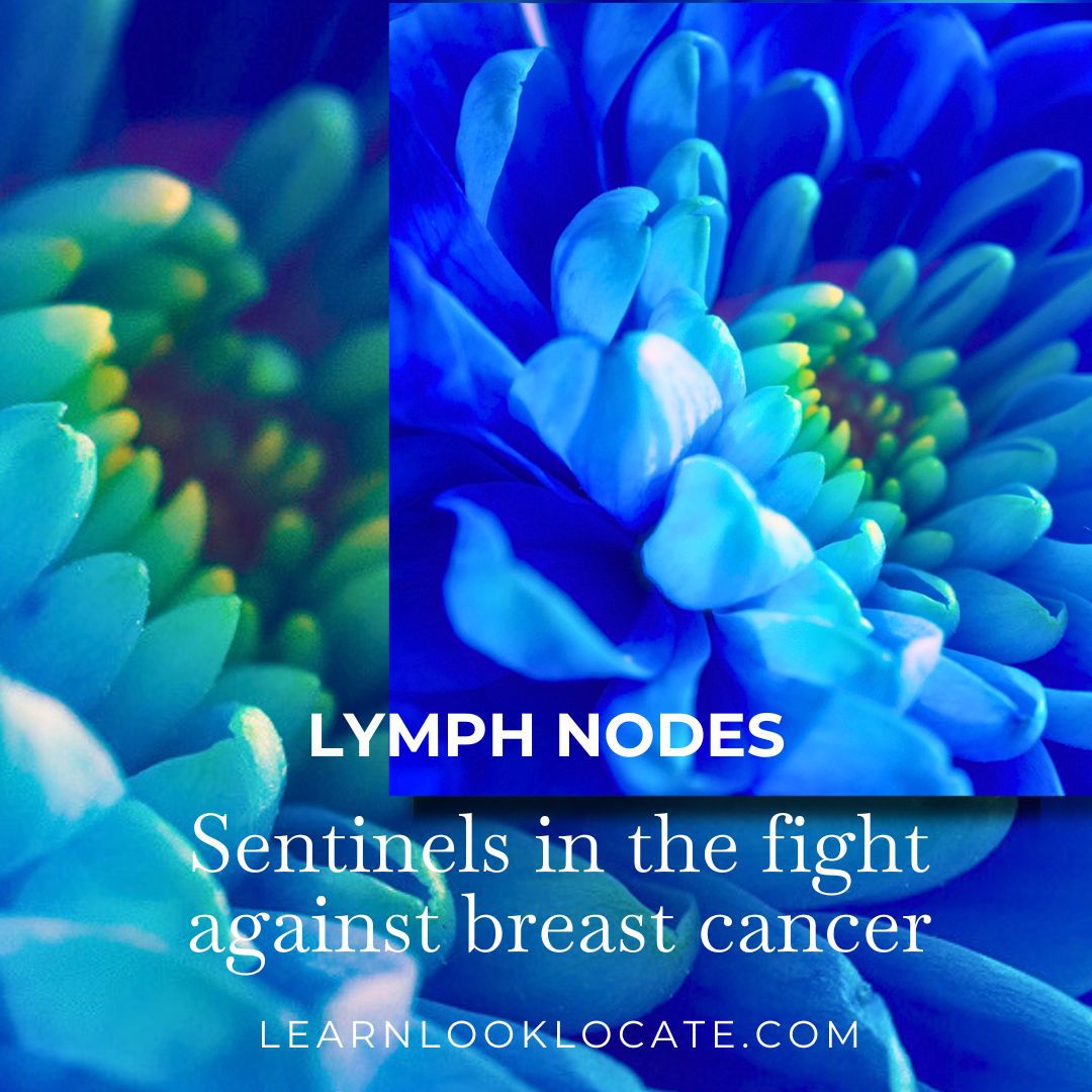 Close-up of a blue flower, "LYMPH NODES Sentinels in the fight against breast cancer", learnlooklocate.com.